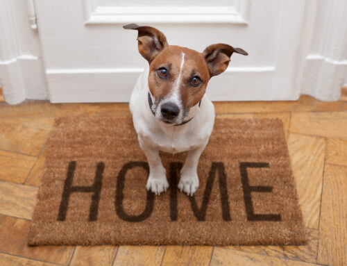 How to Keep Your Home Clean and Tidy with Pets