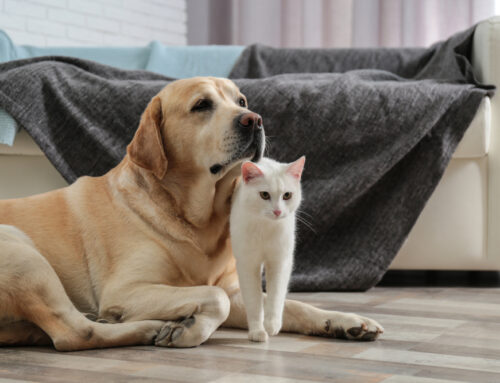 Pet Owners’ Guide to Maintaining a Clean Home in Houston